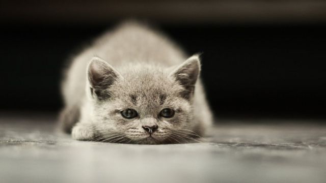Por qué son tan egoístas los gatos? - BBC News Mundo